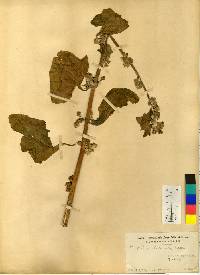 Malva verticillata image