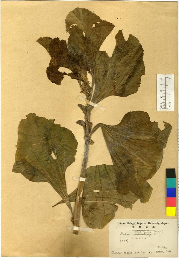 Malva verticillata image
