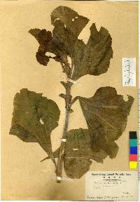 Malva verticillata image