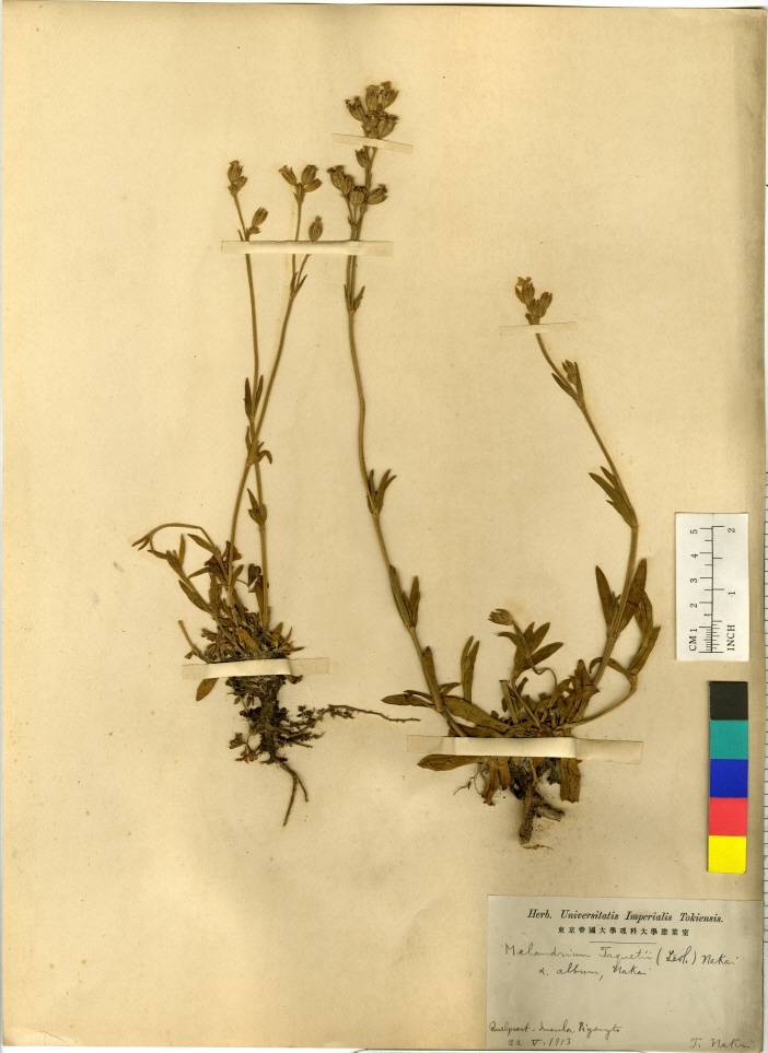 Silene gallica image