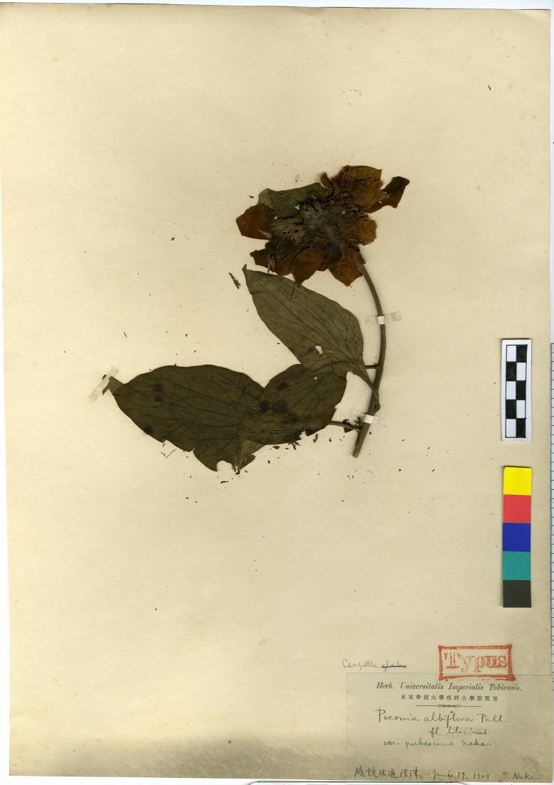 Paeonia lactiflora image