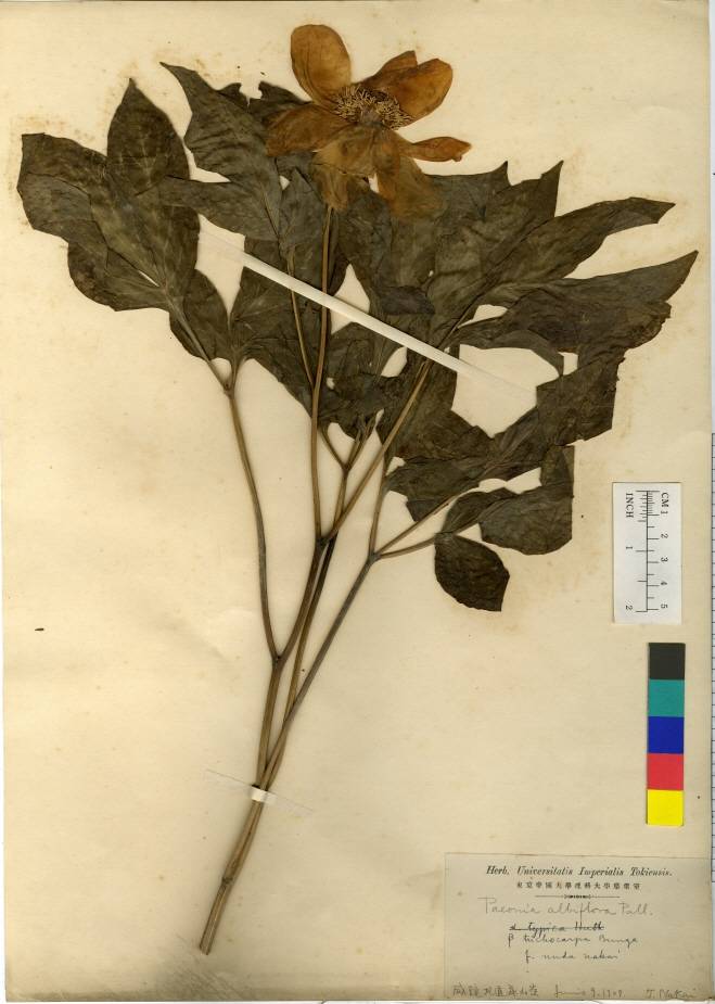 Paeonia lactiflora image