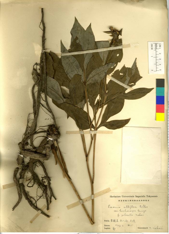 Paeonia lactiflora image