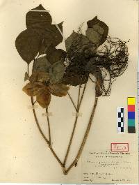 Image of Paeonia obovata