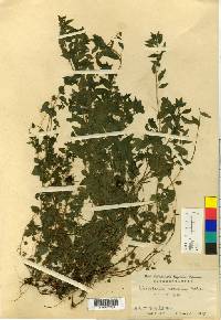 Image of Parietaria debilis