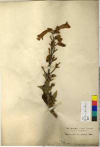 Image of Paulownia tomentosa