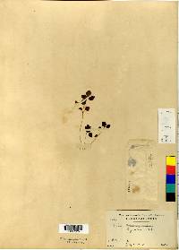 Image of Achudemia japonica