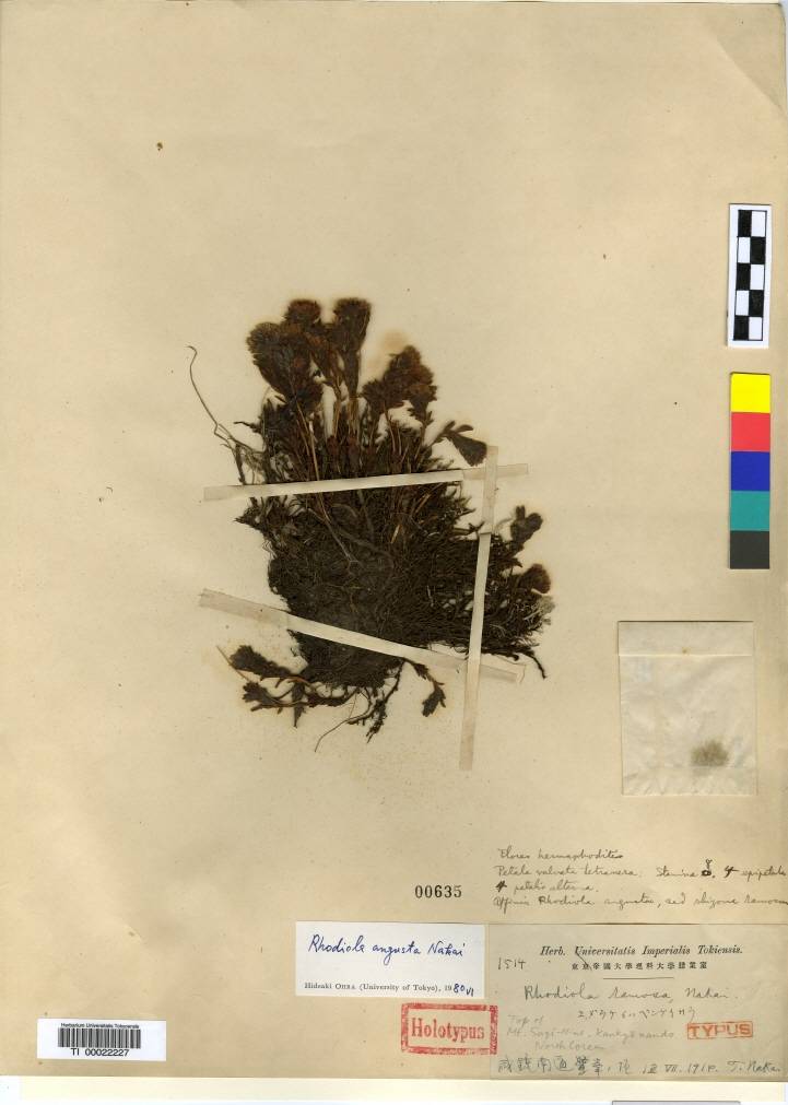 Rhodiola angusta image