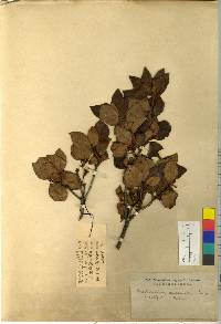 Rhododendron mucronulatum image