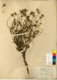 Image of Scabiosa comosa