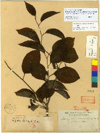 Schisandra chinensis image