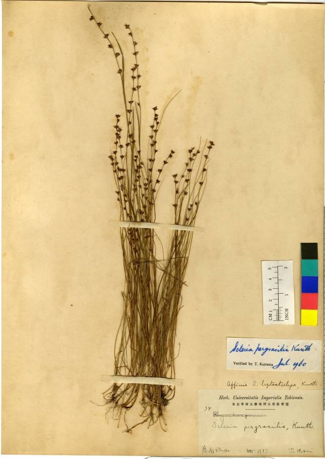 Scleria rugosa image