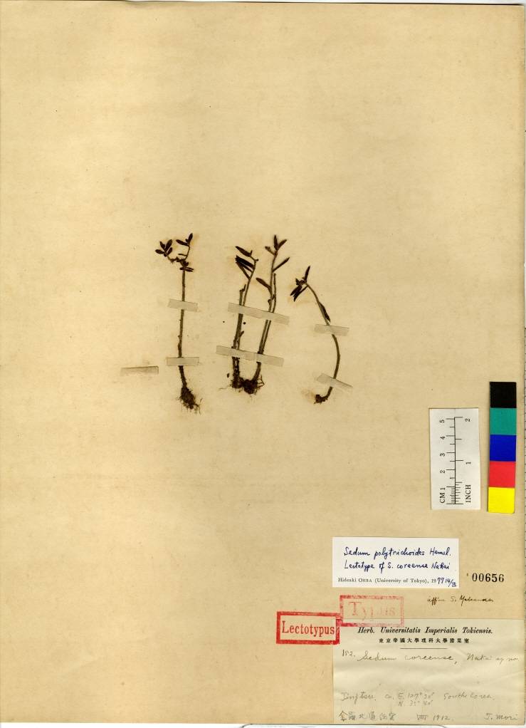 Sedum polytrichoides image
