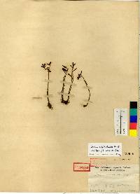 Sedum polytrichoides image