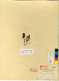 Sedum polytrichoides image