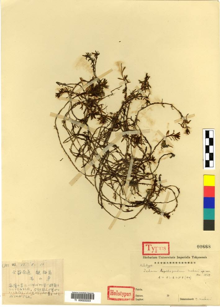 Sedum polytrichoides image