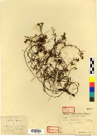 Sedum polytrichoides image