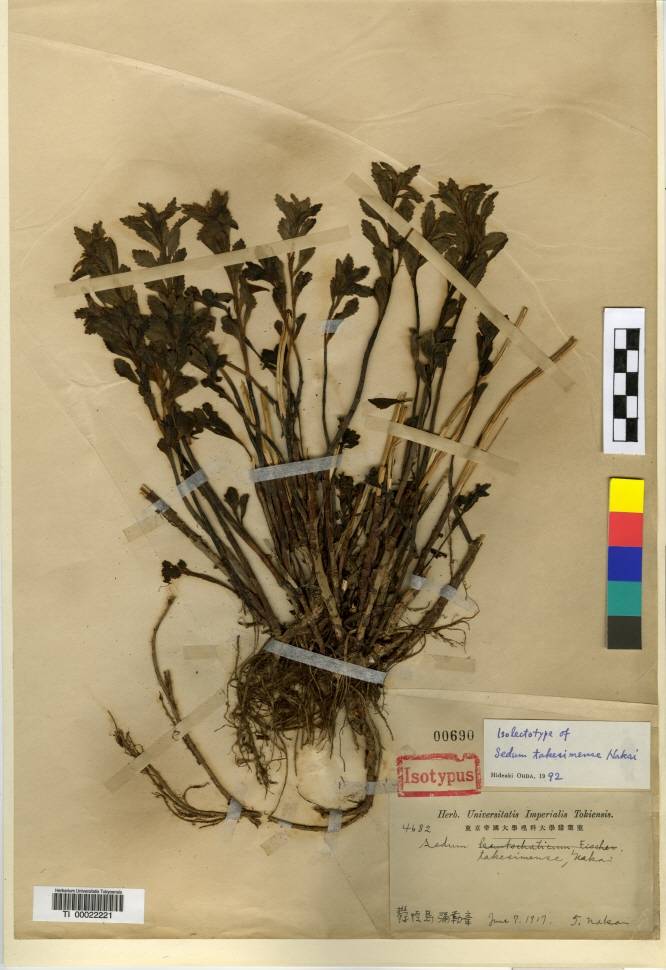 Phedimus kamtschaticus image