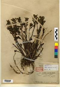 Image of Phedimus kamtschaticus