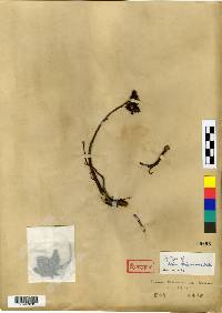 Phedimus kamtschaticus image