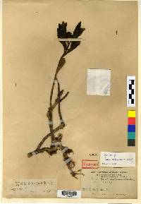 Phedimus kamtschaticus image