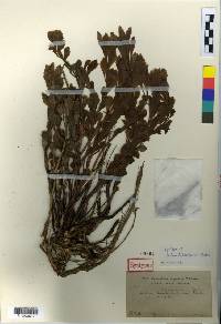 Phedimus kamtschaticus image