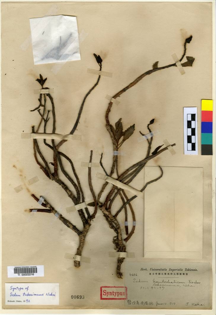 Phedimus kamtschaticus image