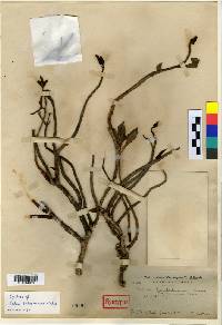 Phedimus kamtschaticus image