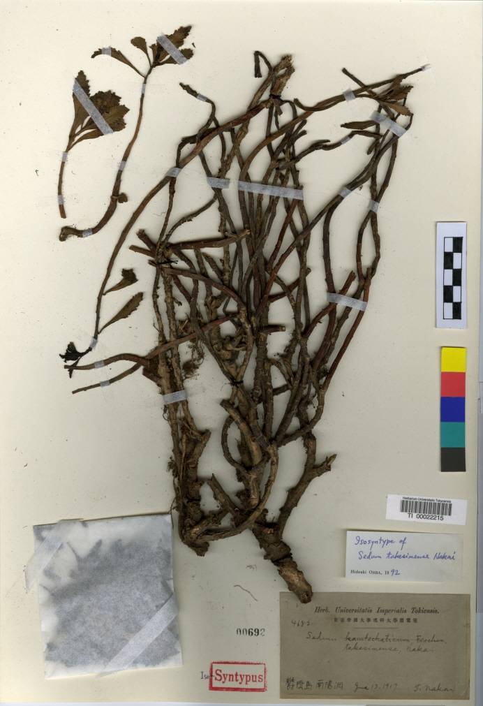 Phedimus kamtschaticus image