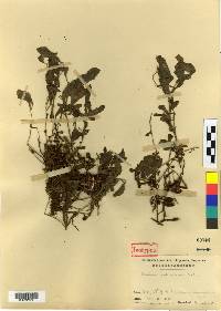 Image of Phedimus middendorffianus