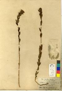 Stellera chamaejasme image