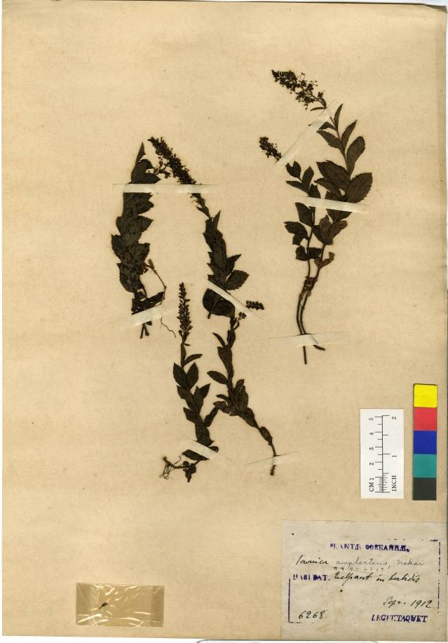 Scrophulariaceae image