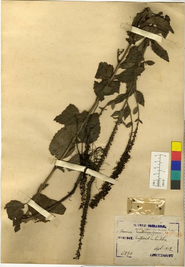 Veronica ovata image