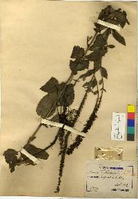 Veronica ovata image