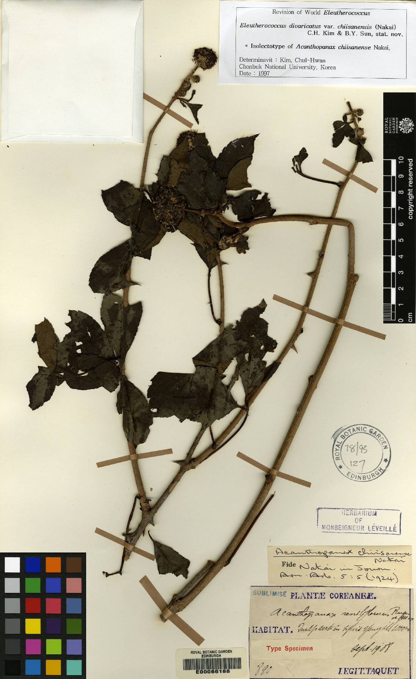 Eleutherococcus divaricatus image