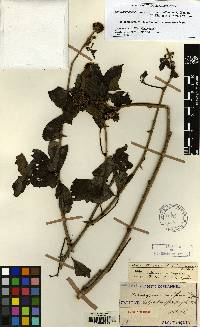 Eleutherococcus divaricatus image