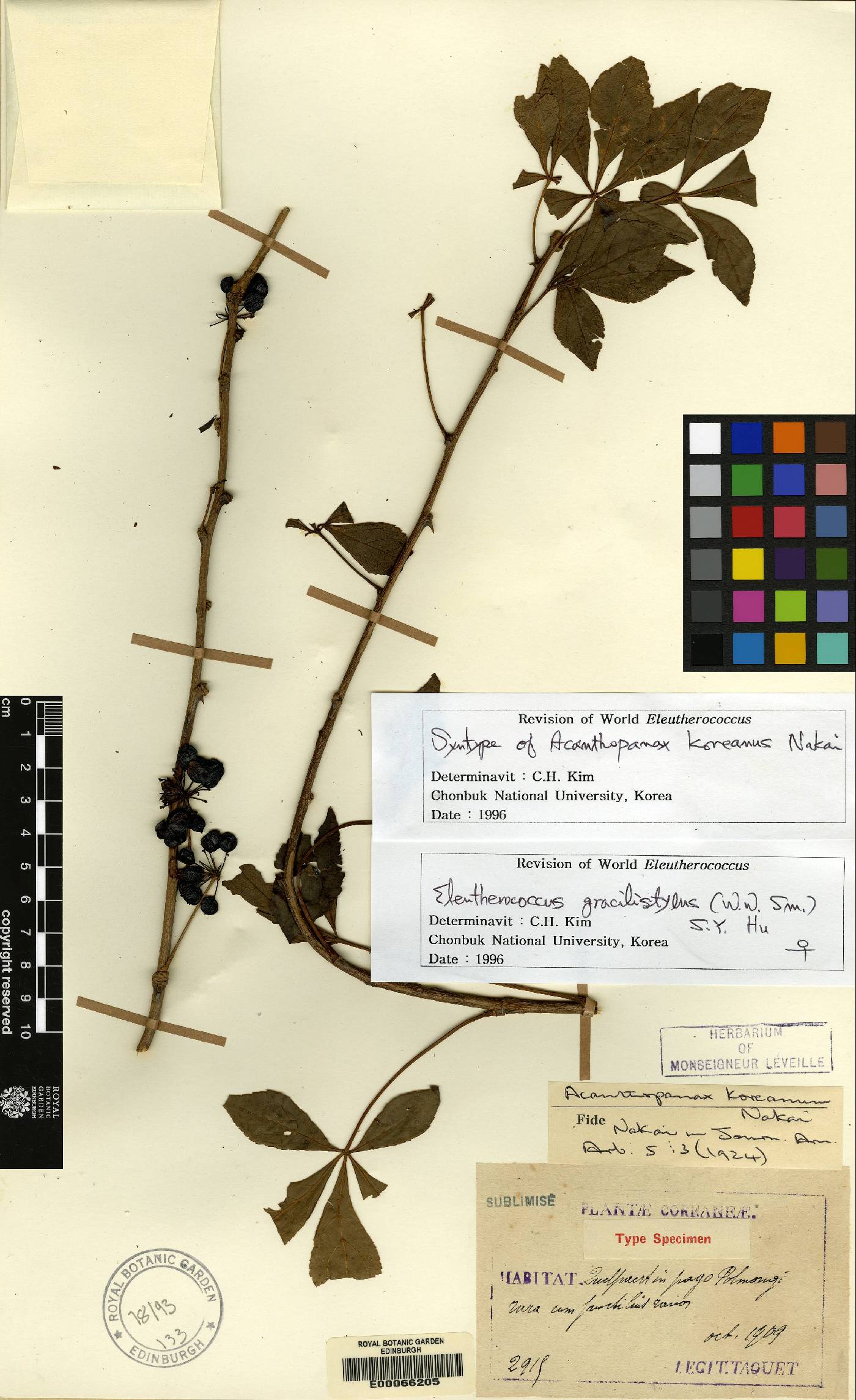 Eleutherococcus nodiflorus image