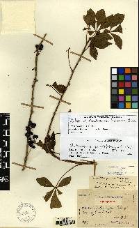 Eleutherococcus nodiflorus image