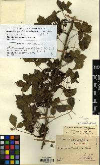 Eleutherococcus nodiflorus image
