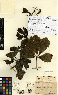 Eleutherococcus nodiflorus image