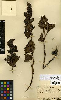 Image of Aconitum deflexum