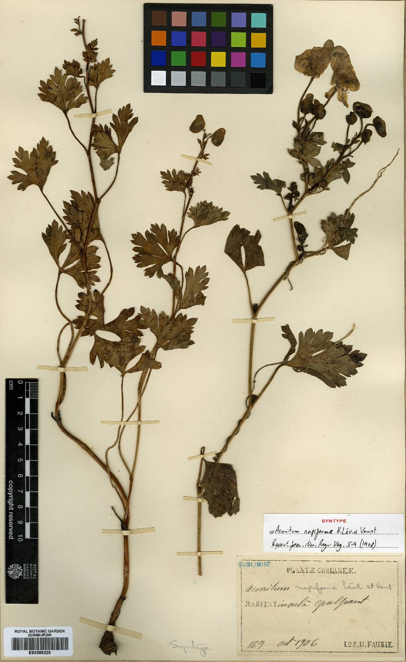 Aconitum japonicum image