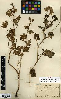 Aconitum japonicum image