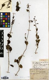 Image of Adenophora liliifolia