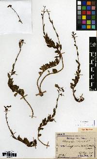 Adenophora gmelinii image