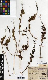 Image of Adenophora gmelinii