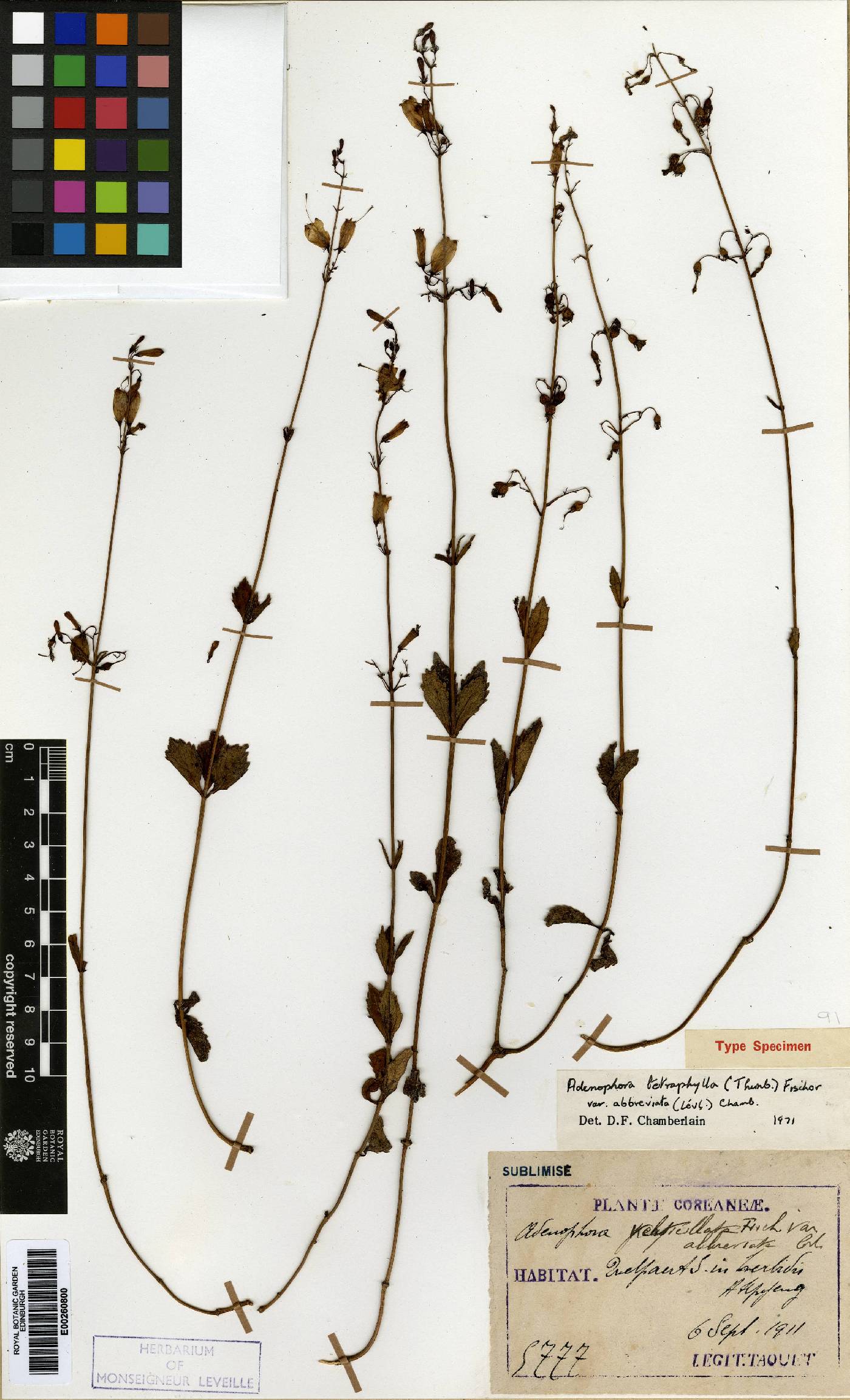 Adenophora triphylla image