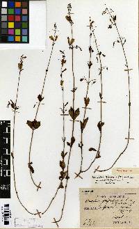 Image of Adenophora triphylla