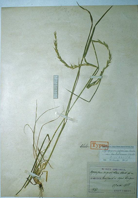 Elymus ciliaris image