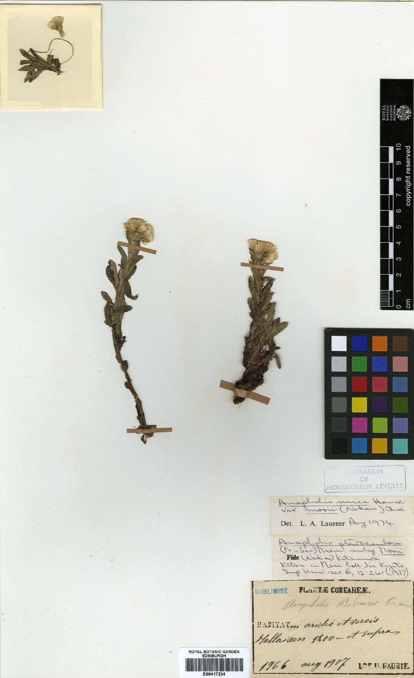 Anaphalis sinica image